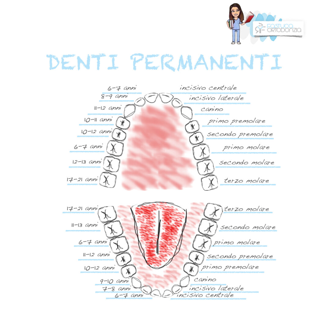 denti permanenti